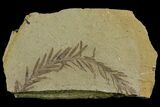 Dawn Redwood (Metasequoia) Fossil - Montana #165186-1